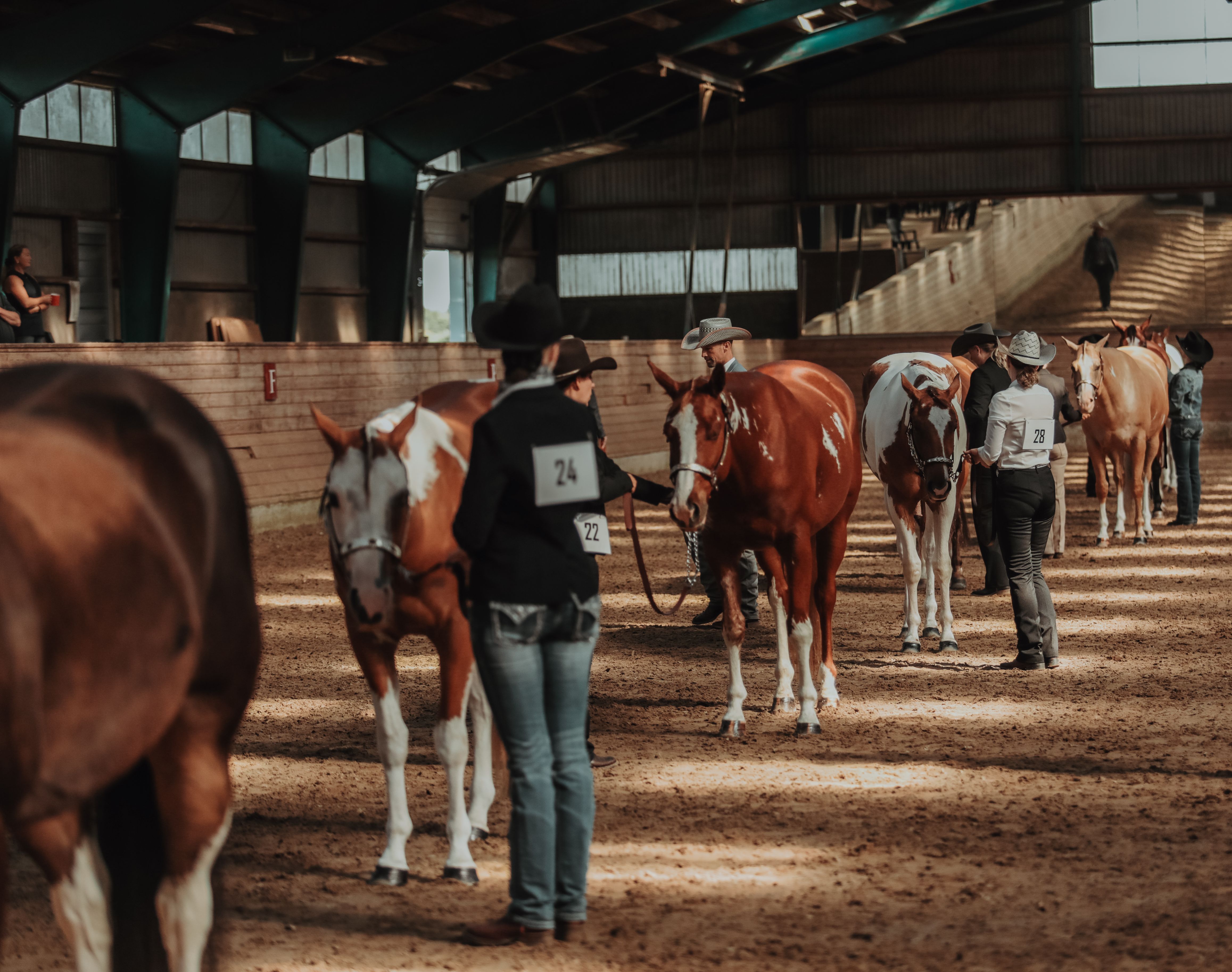 Danish Paint Horse Championship
