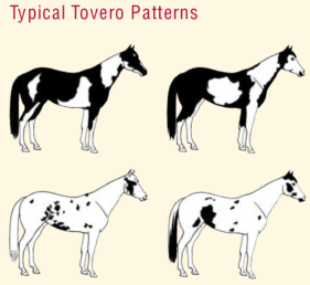 Paint Horse Tovero