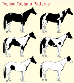 Paint Horse Tobiano