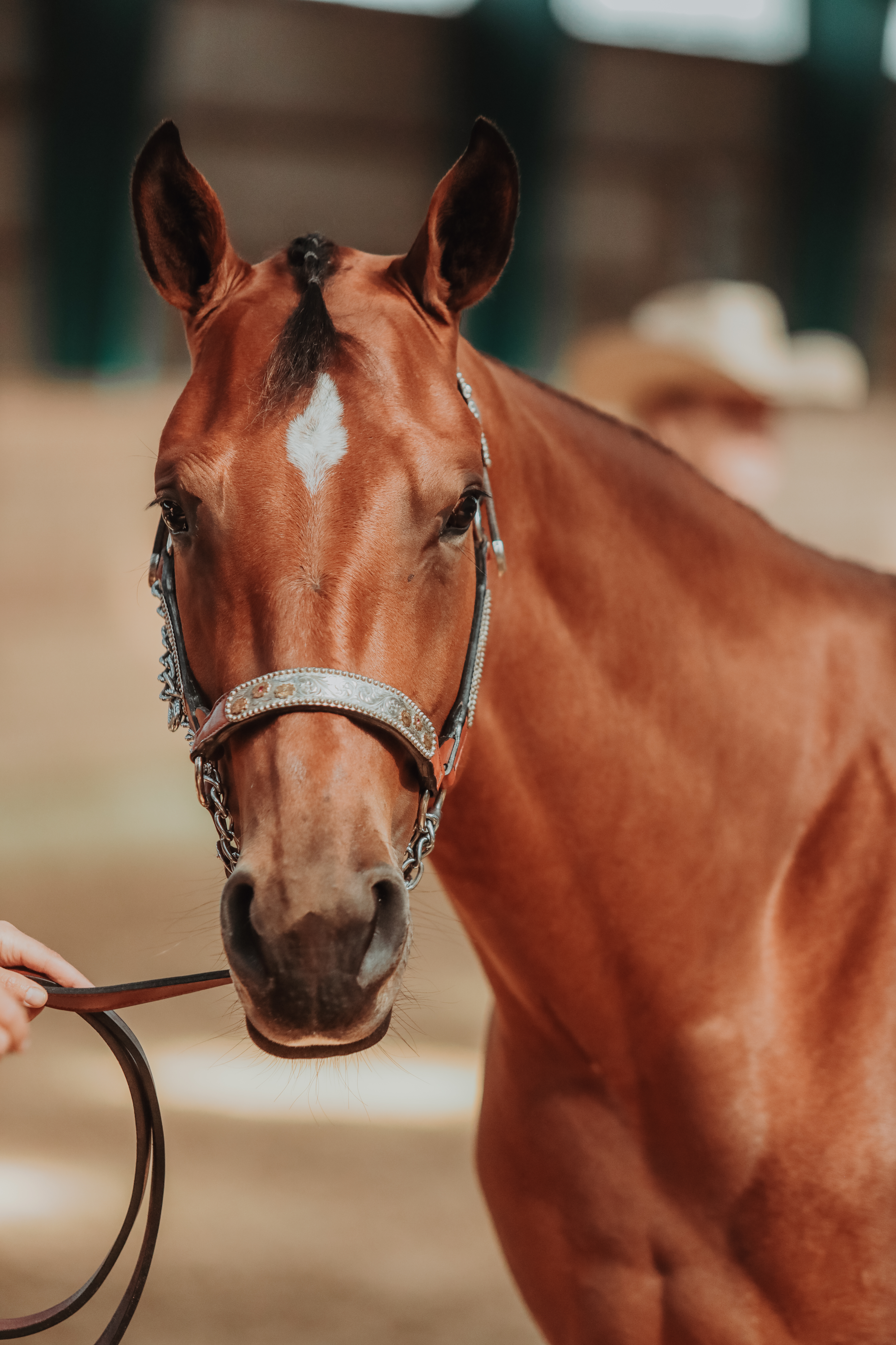 Paint Horse